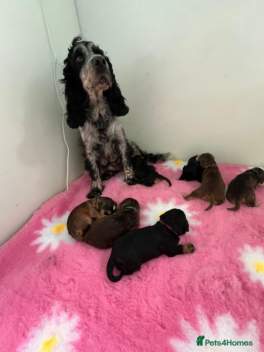 Cockapoo dogs for sale: 7 F1 exquisite dna tested clear Cockerpoos - Image 10