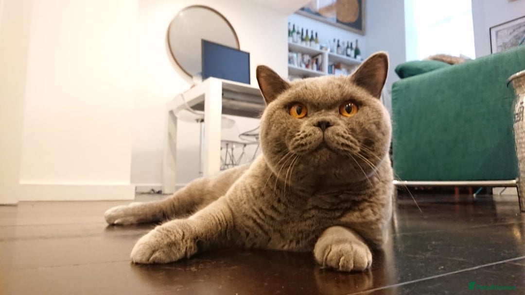 British Shorthair cats for sale: Beautiful Adult British Shorthair Male - Image 9