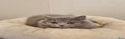 British Shorthair cats for sale: Stunning British Shorthair & Longhair Kittens  - Advert 38