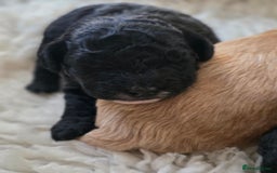 Cavapoo dogs for sale: Miniature cavapoo f1bb puppies - Image 8