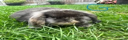Mini Lop rabbits for sale: Mini Lop Rabbits For Sale  - Advert 9