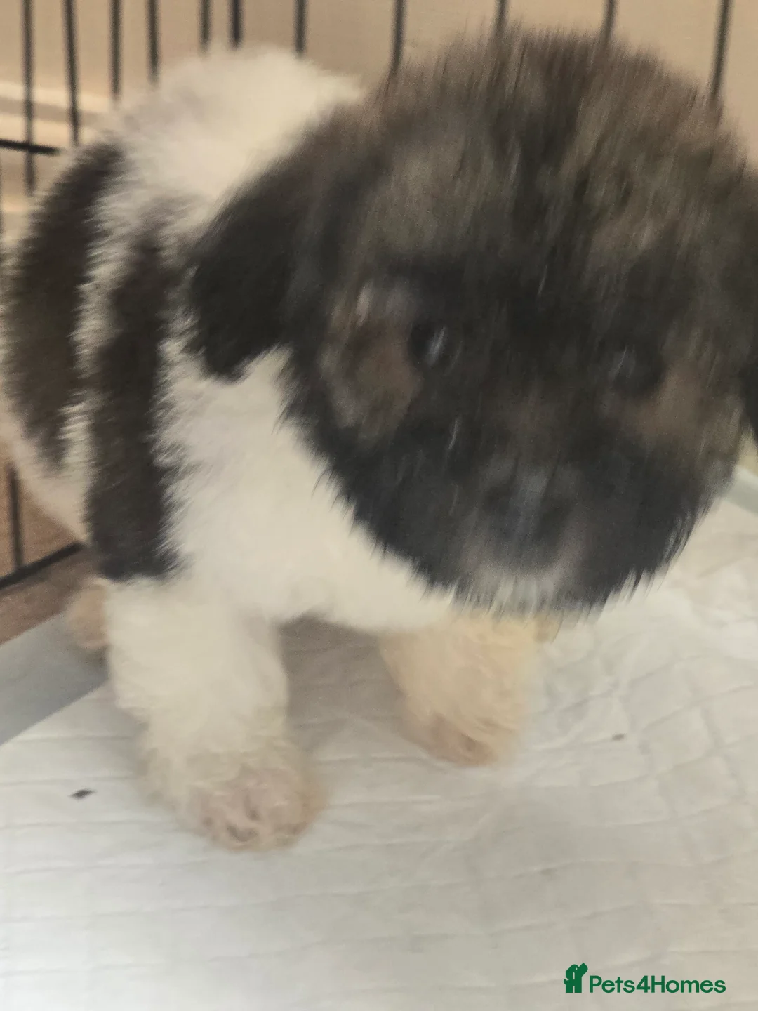 Mixed Breed dogs for sale: Bichon puppies  - Advert 5