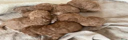 Maltipoo dogs for sale: RARE Tiny F1B Asian maltipoo puppies - Advert 20