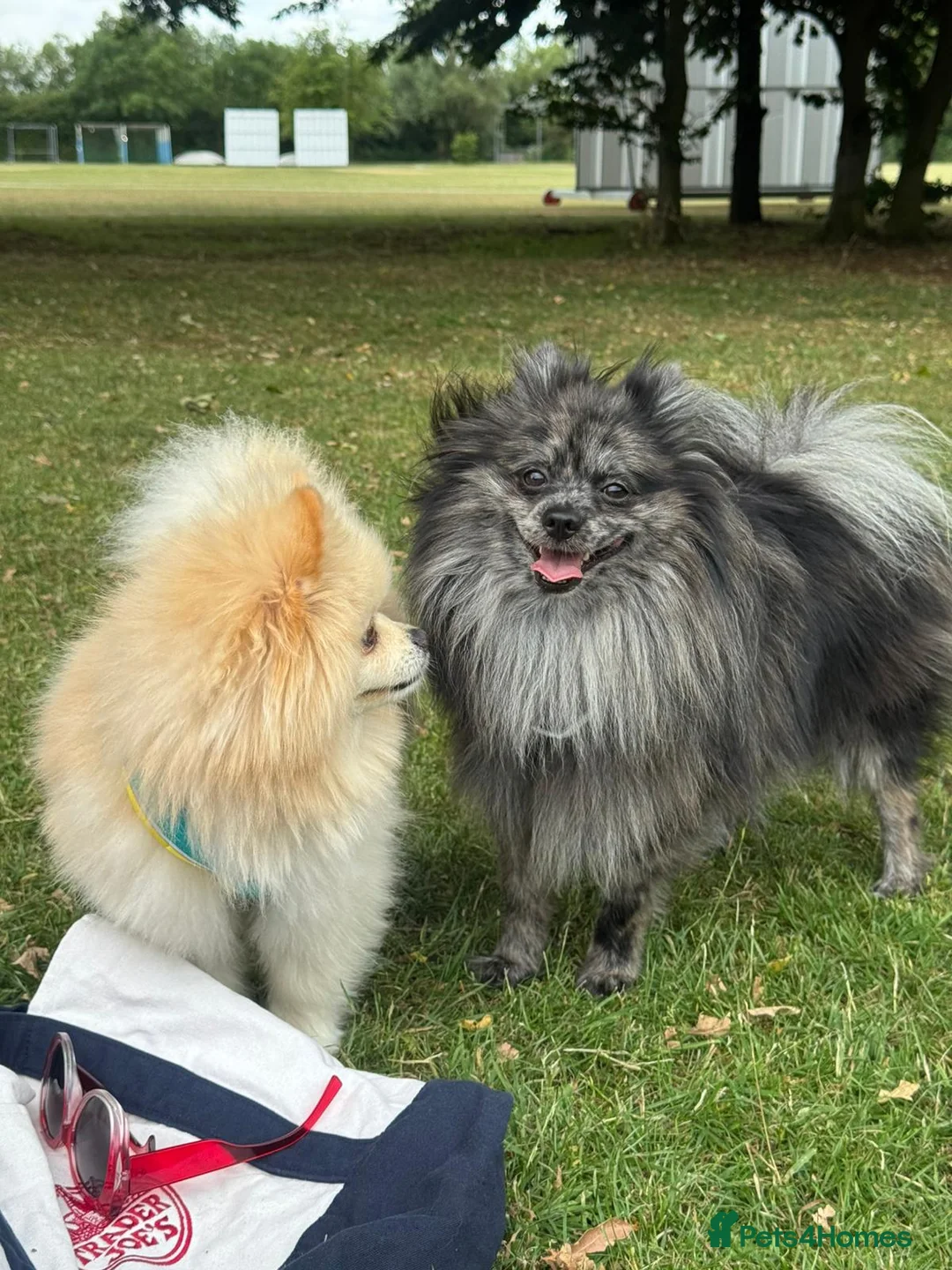 Pomeranian dogs for stud: High-Quality Wolf Sable Pomeranian Stud| Abu Dhabi - Advert 9