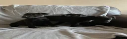 Patterjack dogs for sale: Patterjacks  - Advert 6