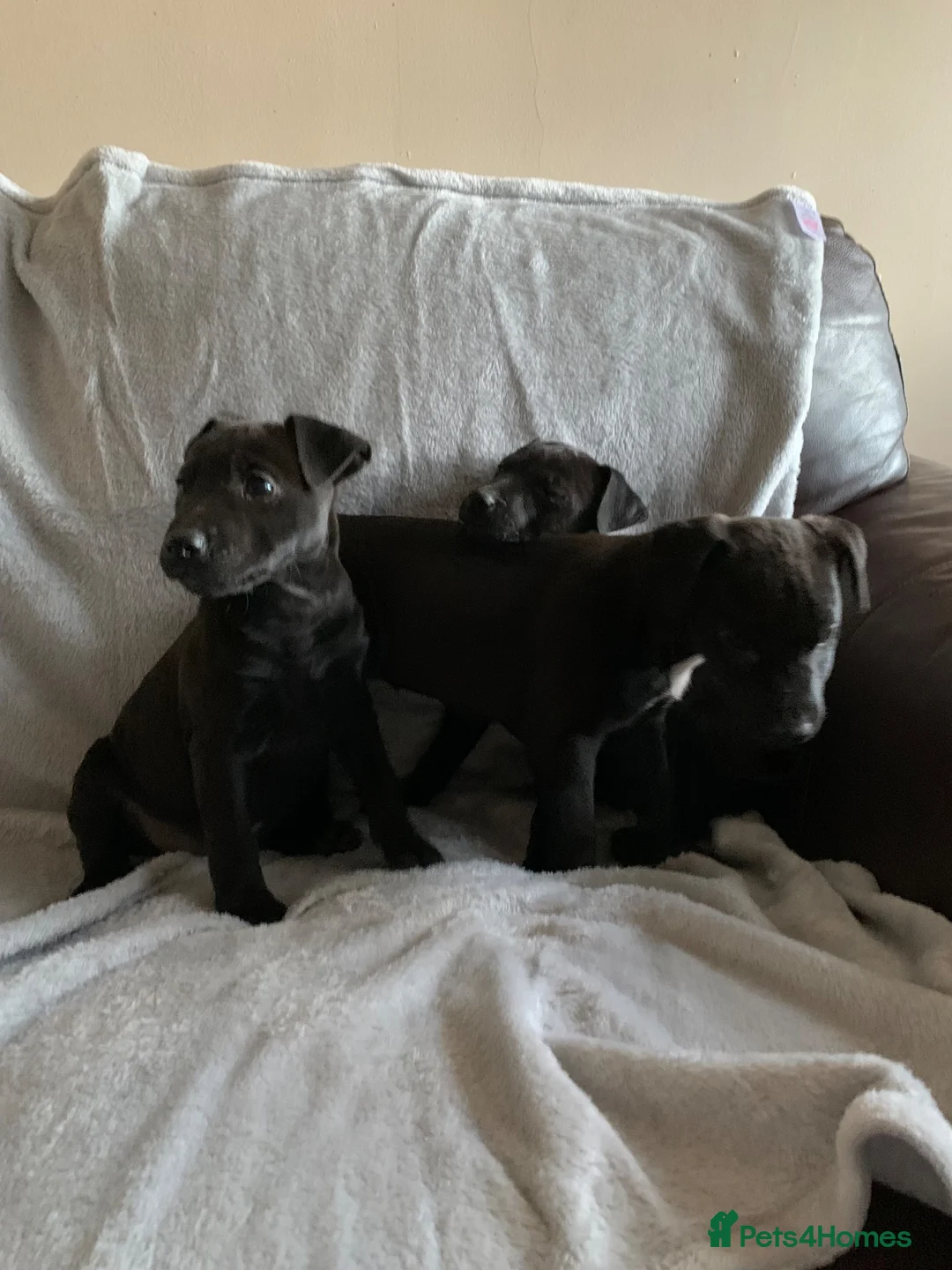 Patterjack dogs for sale: Patterjacks  - Advert 6