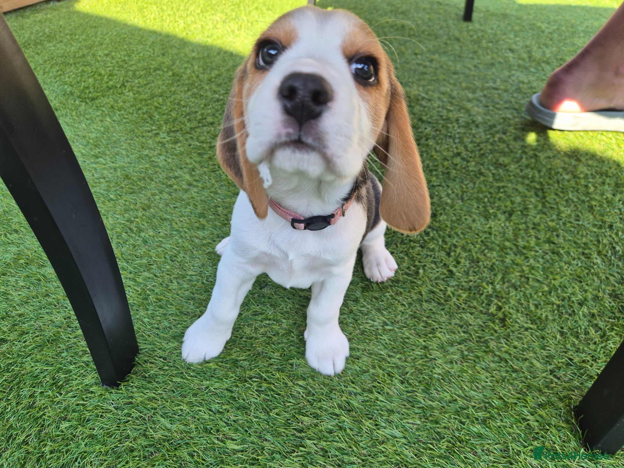 Beagle dogs Kc registered champion show line beagle puppies  - Advert 1