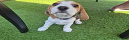 Beagle dogs for sale: Kc registered champion show line beagle puppies  - Advert 13