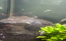 Plecos fish for sale: Young Pleco  - Image 2