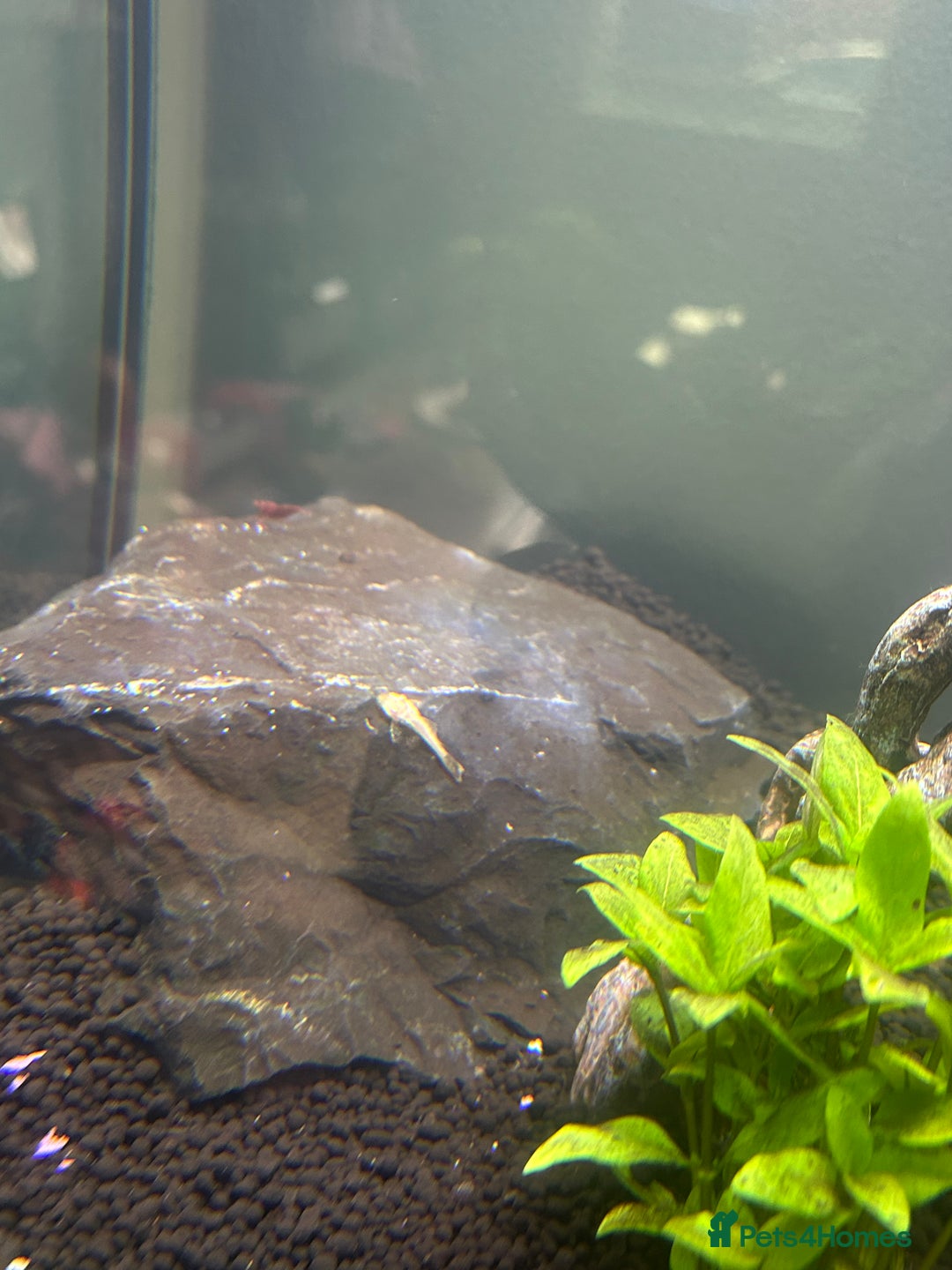 Plecos fish for sale: Young Pleco  - Image 2
