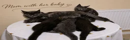 Maine Coon cats for sale: ❤️ Little Gentle Giants 🐾 - Advert 5