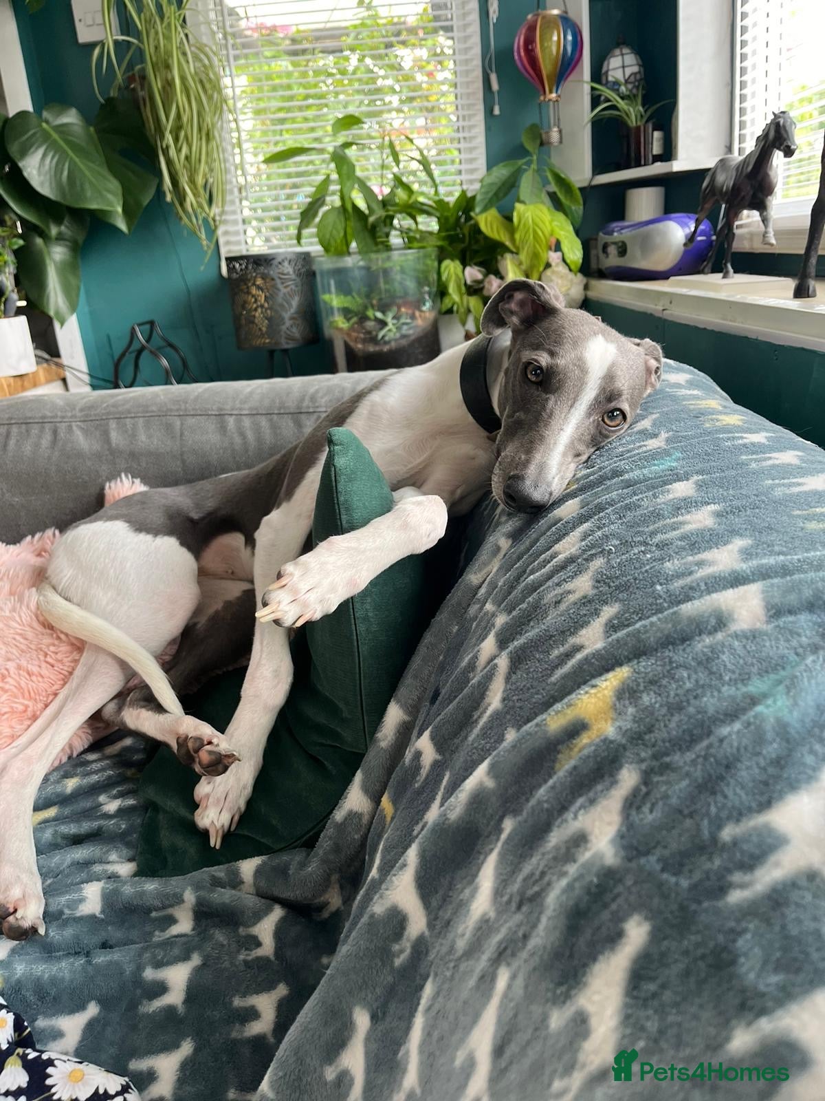 Whippet dogs 💕⭐️KC WHIPPET PUPS⭐️ 💕 - Advert 17