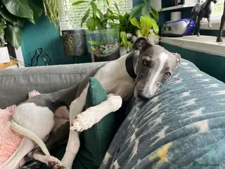 Whippet dogs 💕⭐️KC WHIPPET PUPS⭐️ 💕 - Advert 17