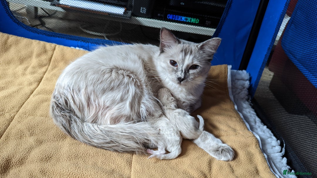 Ragdoll cats for sale: Gorgeous Blue Point Male Ragdoll  - Advert 9