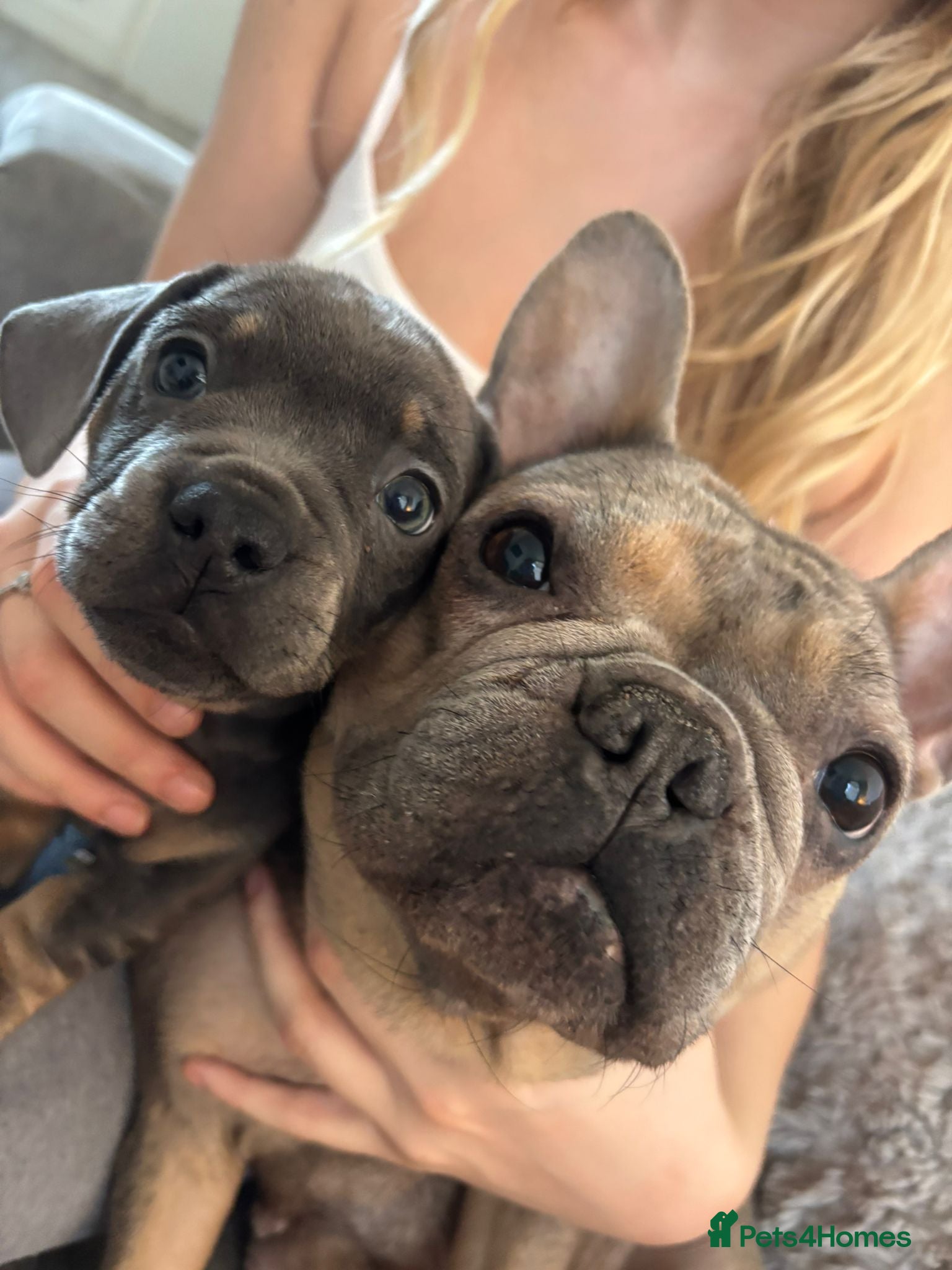 Mixed Breed dogs Miniature dachshund crossed French bulldog - Advert 11