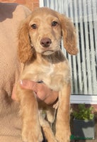 Cocker Spaniel dogs KC Full Pedigree Cocker Spaniel Available ⭐️ - Advert 5