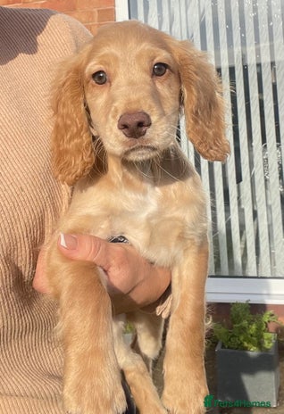 Cocker Spaniel dogs - Advert 4