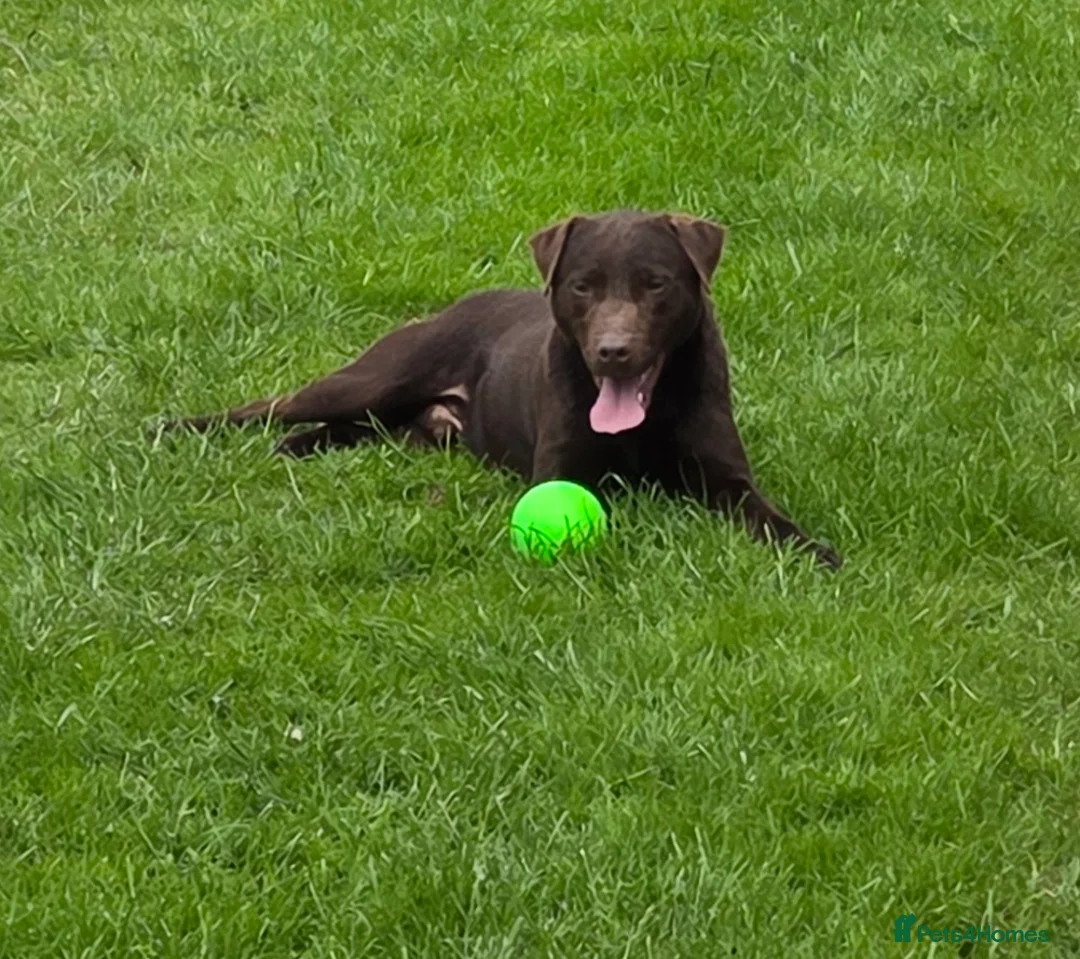 Patterdale Terrier dogs for stud: Patterdale stud dog- Reggie  in Burton-on-Trent - Advert 4