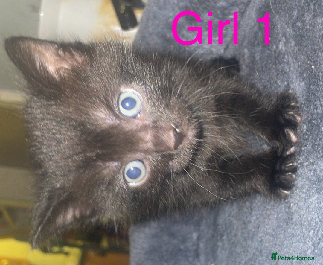 British Shorthair cats for sale: 3 beautiful kittens for sale - Image 6