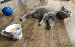 British Shorthair cats for sale: ⚡️🔥British 🔥shorthair kittens 😸  - Image 5