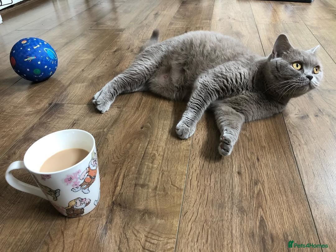 British Shorthair cats for sale: ⚡️🔥British 🔥shorthair kittens 😸  - Image 5