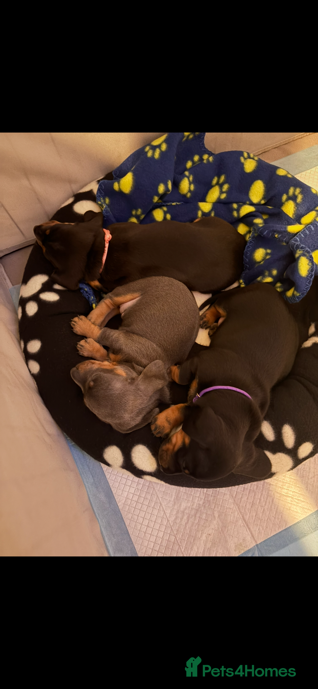 Dachshund dogs for sale: Dachshunds pups for sale - Advert 12