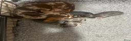 Miniature Dachshund dogs for sale: Mini dachshunds  - Advert 2