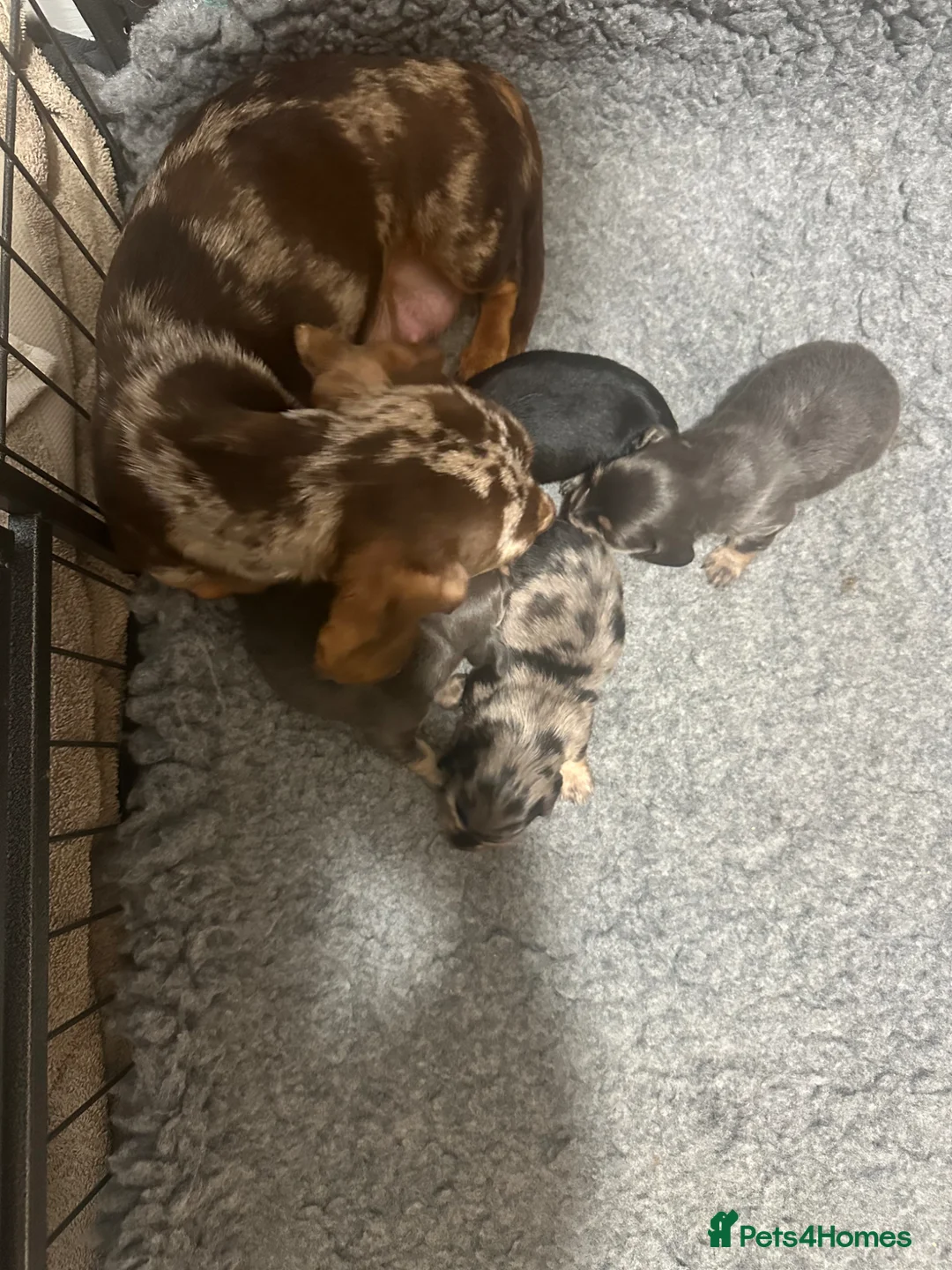 Miniature Dachshund dogs for sale: Mini dachshunds  - Advert 2