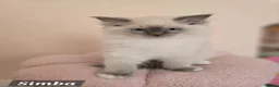 Ragdoll cats for sale: 😻GCCF Pedigree Kittens Luxury, Beauty&Exceptional - Advert 13