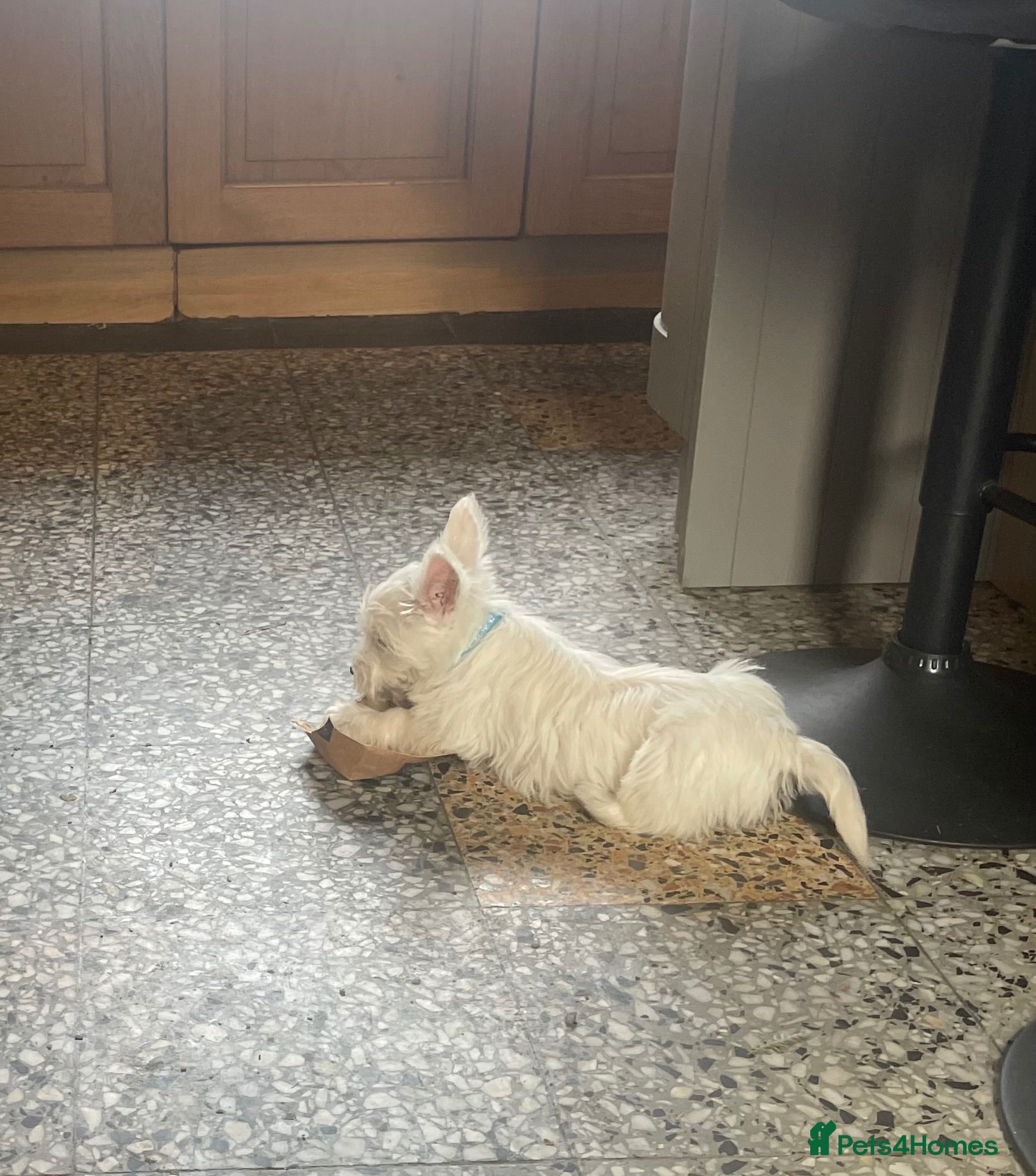 West Highland Terrier dogs Beautiful Westie puppies for sale  - Advert 2