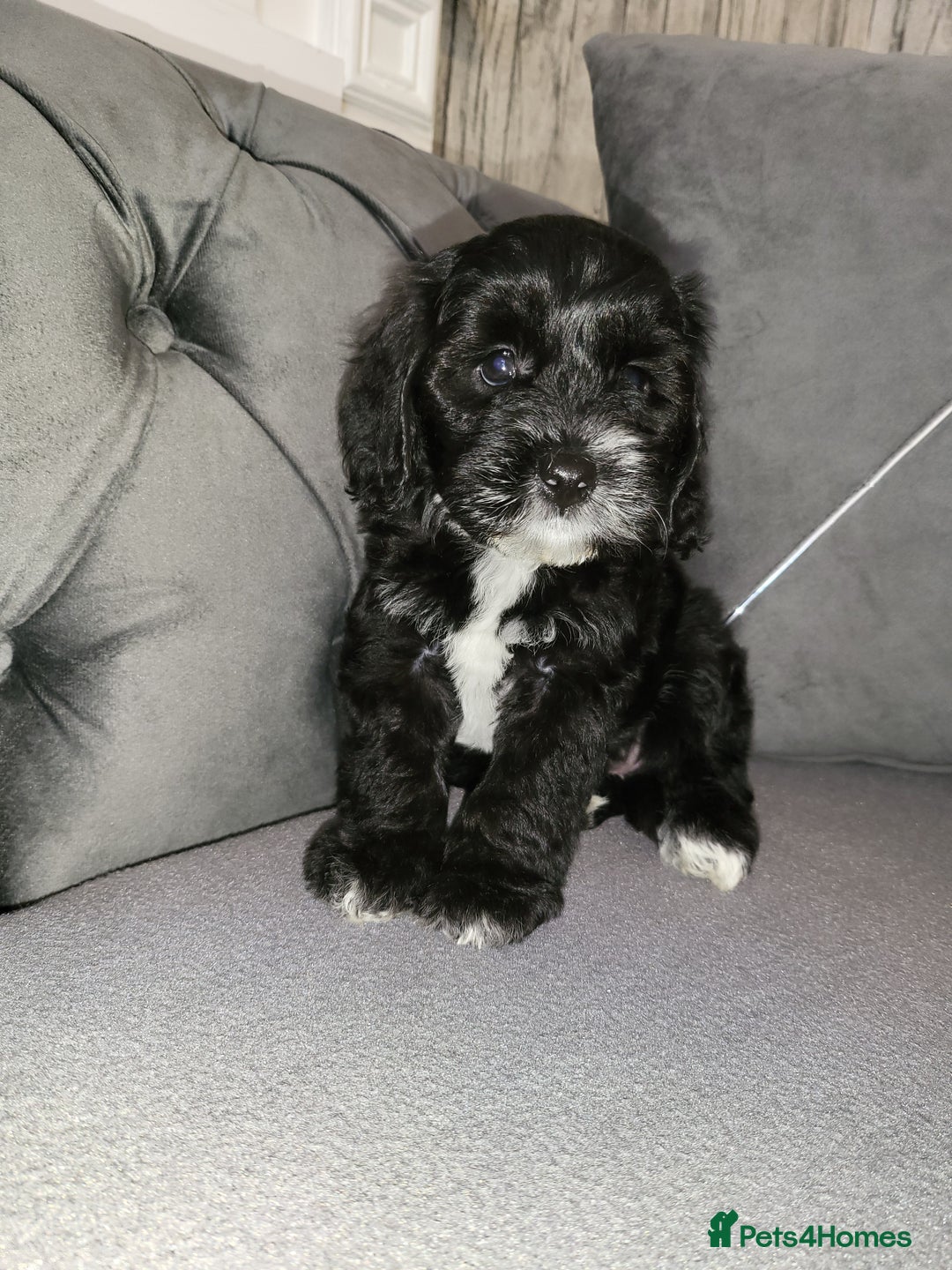 Cockapoo dogs for sale: Cockapoo puppy Girl - Image 3