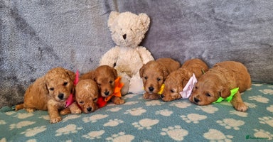 Cavapoochon dogs - Advert 2