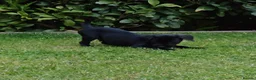 Labrador Retriever dogs for sale: Beautiful Labrador Puppies Available now - Advert 2