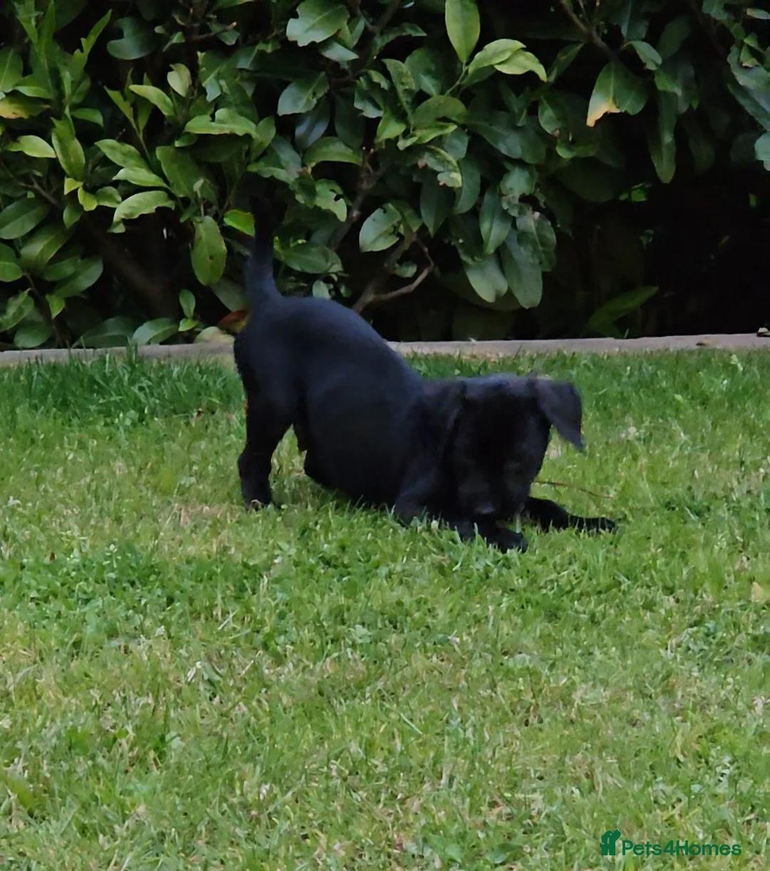 Labrador Retriever dogs for sale: Beautiful Labrador Puppies Available now - Advert 2