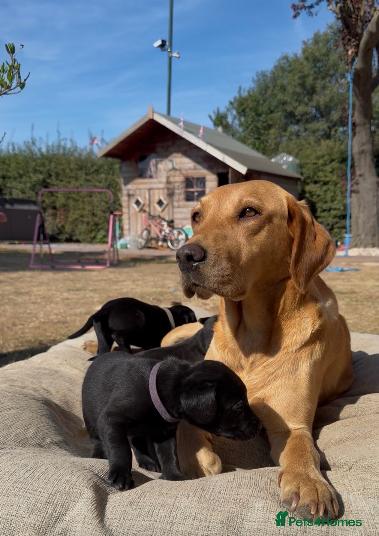 Labrador Retriever dogs 5 black Labrador puppies (males) for sale - Advert 13