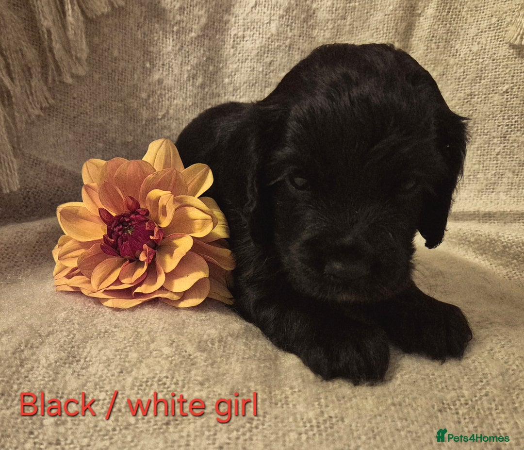 Cocker Spaniel dogs for sale: Exceptional KC Reg Working Cocker Spaniel Puppies - Image 10
