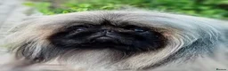 Pekingese dogs for sale: Stunning high quality Pekingese puppies  - Advert 10