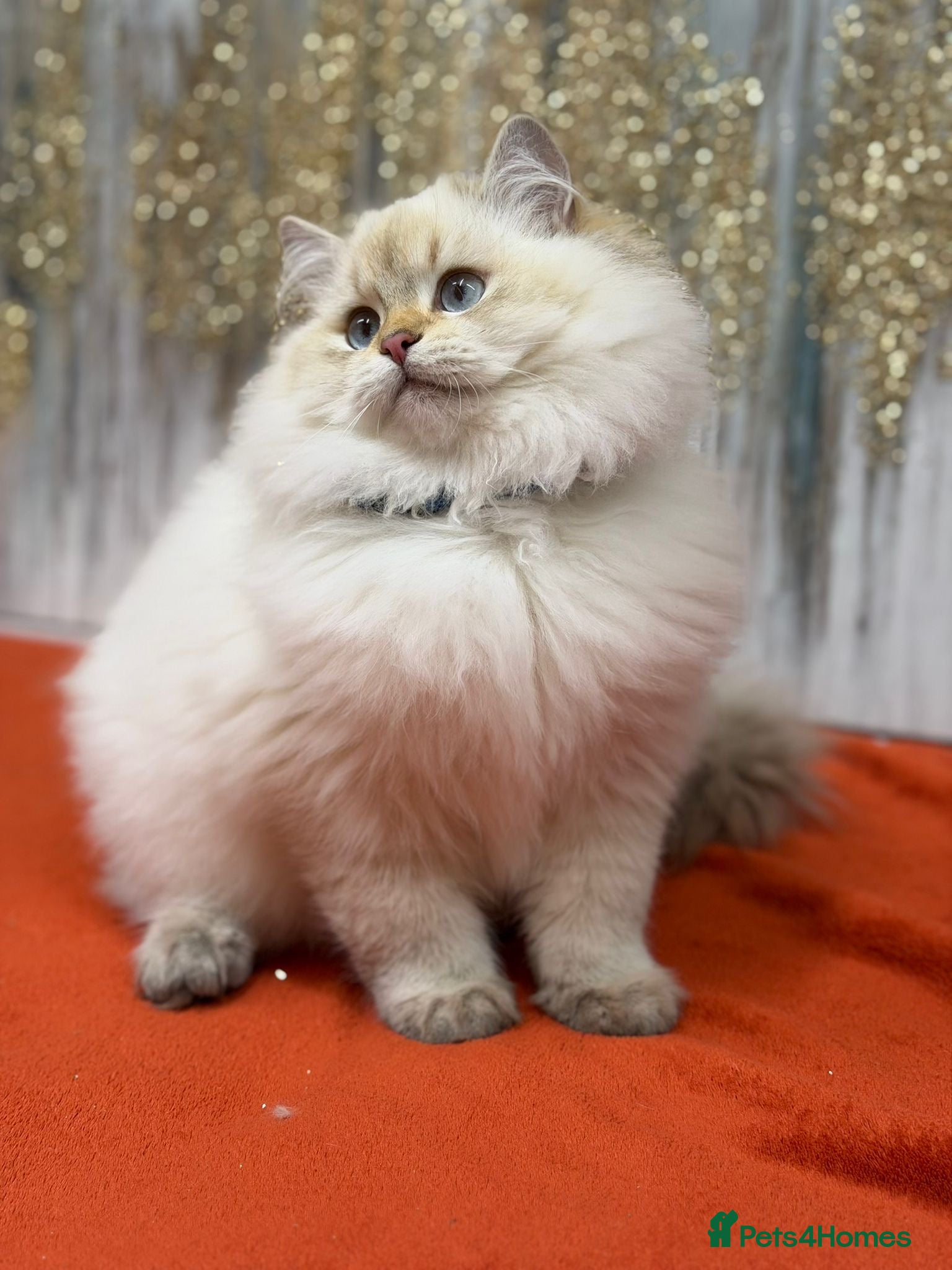 British Longhair cats 🌟Adorable TICA-Registered kitten - IZAK🌟 - Advert 6