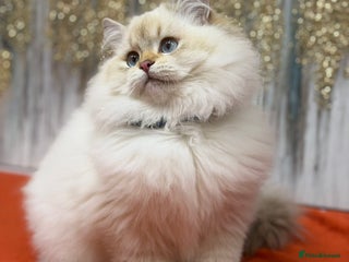 British Longhair cats 🌟Adorable TICA-Registered kitten - IZAK🌟 - Advert 1