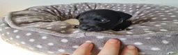 Patterdale Terrier dogs for sale: 1 left - Working Patty Pup - Advert 25