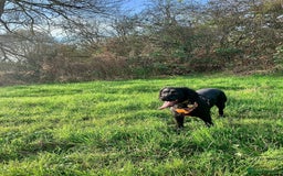 Cocker Spaniel dogs for sale: Working Cocker Spaniel  - Image 2