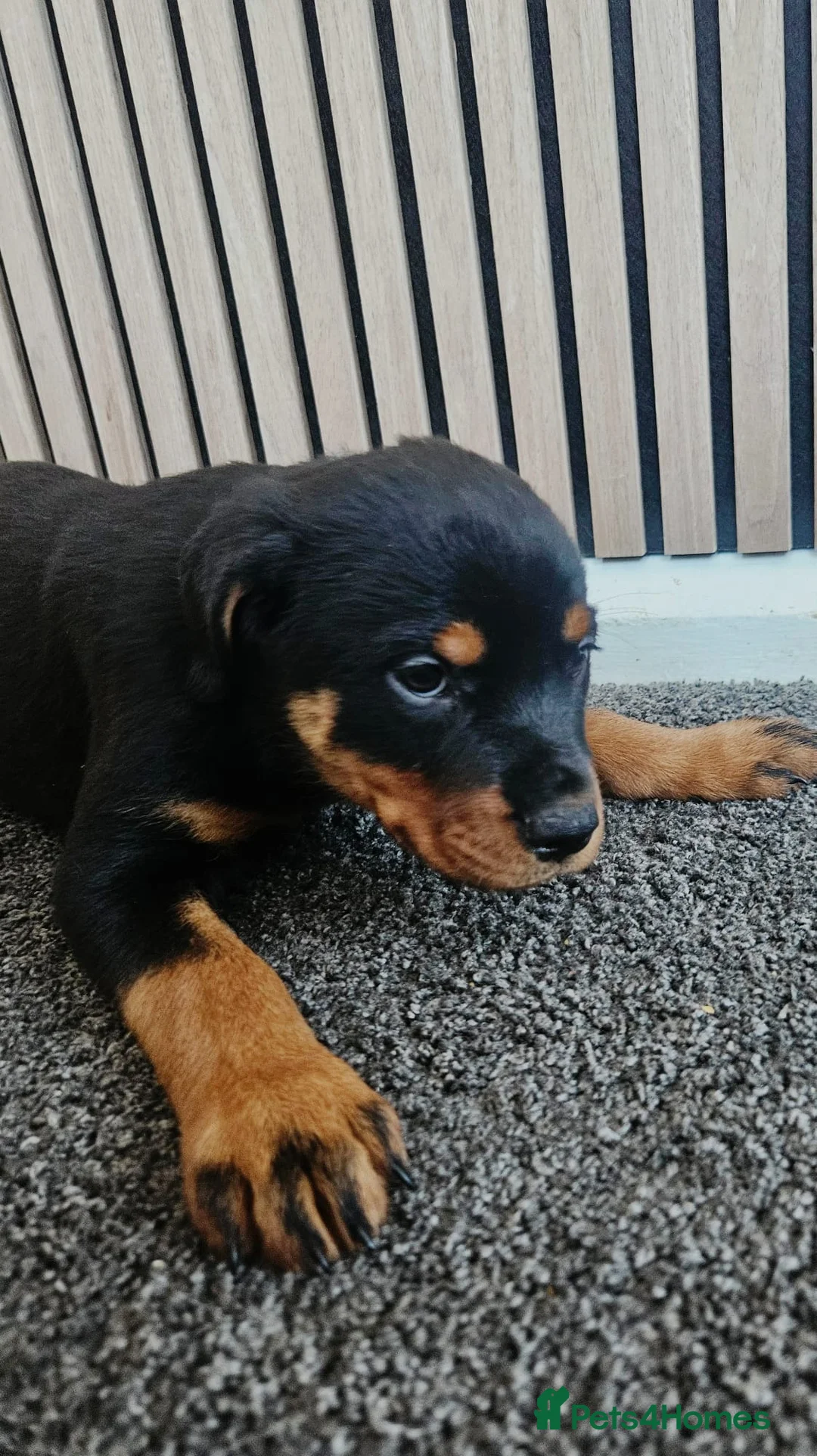 Rottweiler dogs for sale: Exceptional Rottweiler Pups- ONE GIRL LEFT. - Advert 2