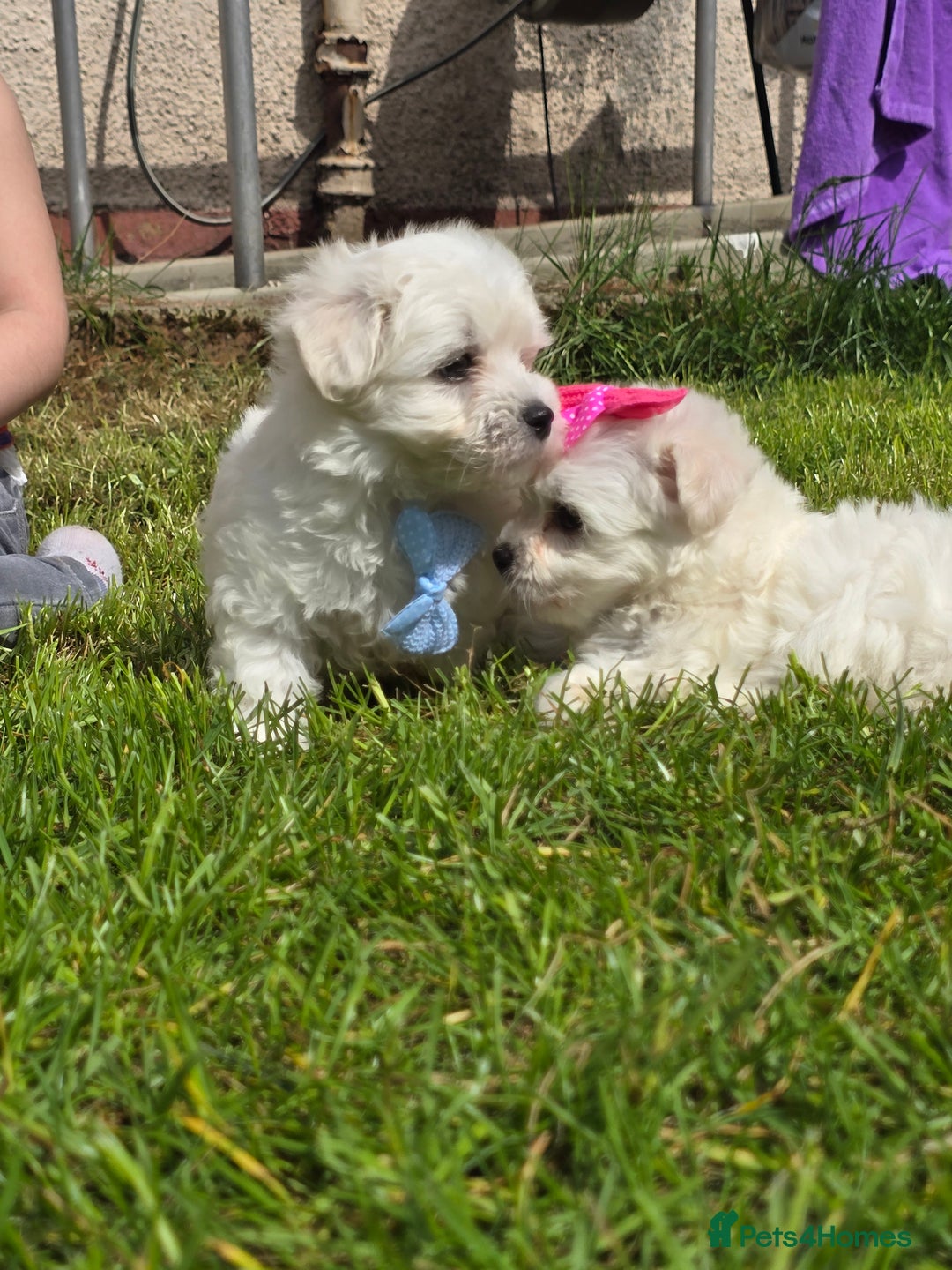 Maltese dogs for sale: ✨️Tiny Maltese. Only 2 boys and 1 girl left✨️ - Image 5