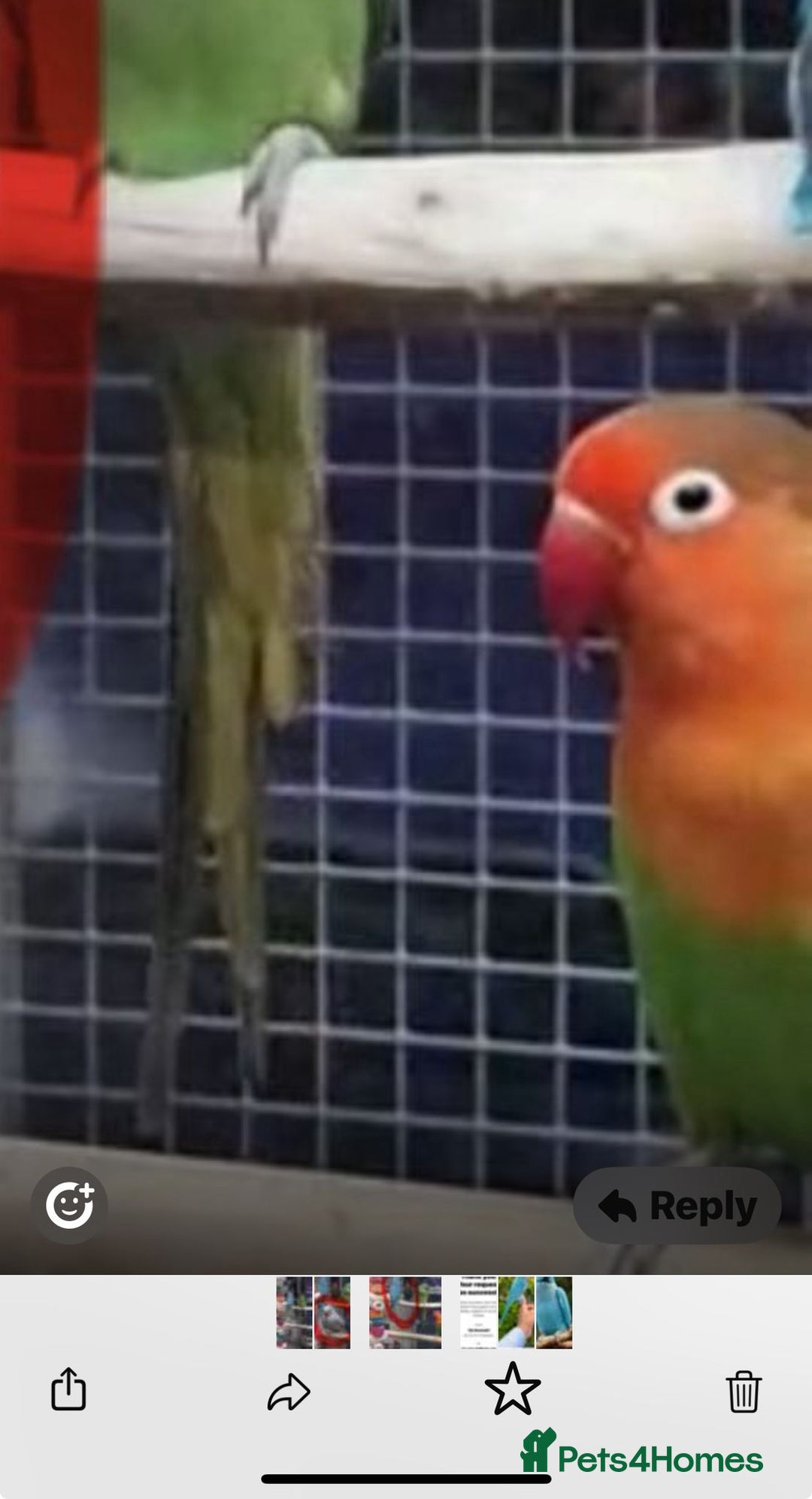 Parrots birds for sale: Xxx BIRDS/PARAKEETS/PARROTS xxX - Advert 14