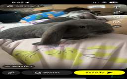 French Lop rabbits for sale: Giant French lop rabbits  - Image 9