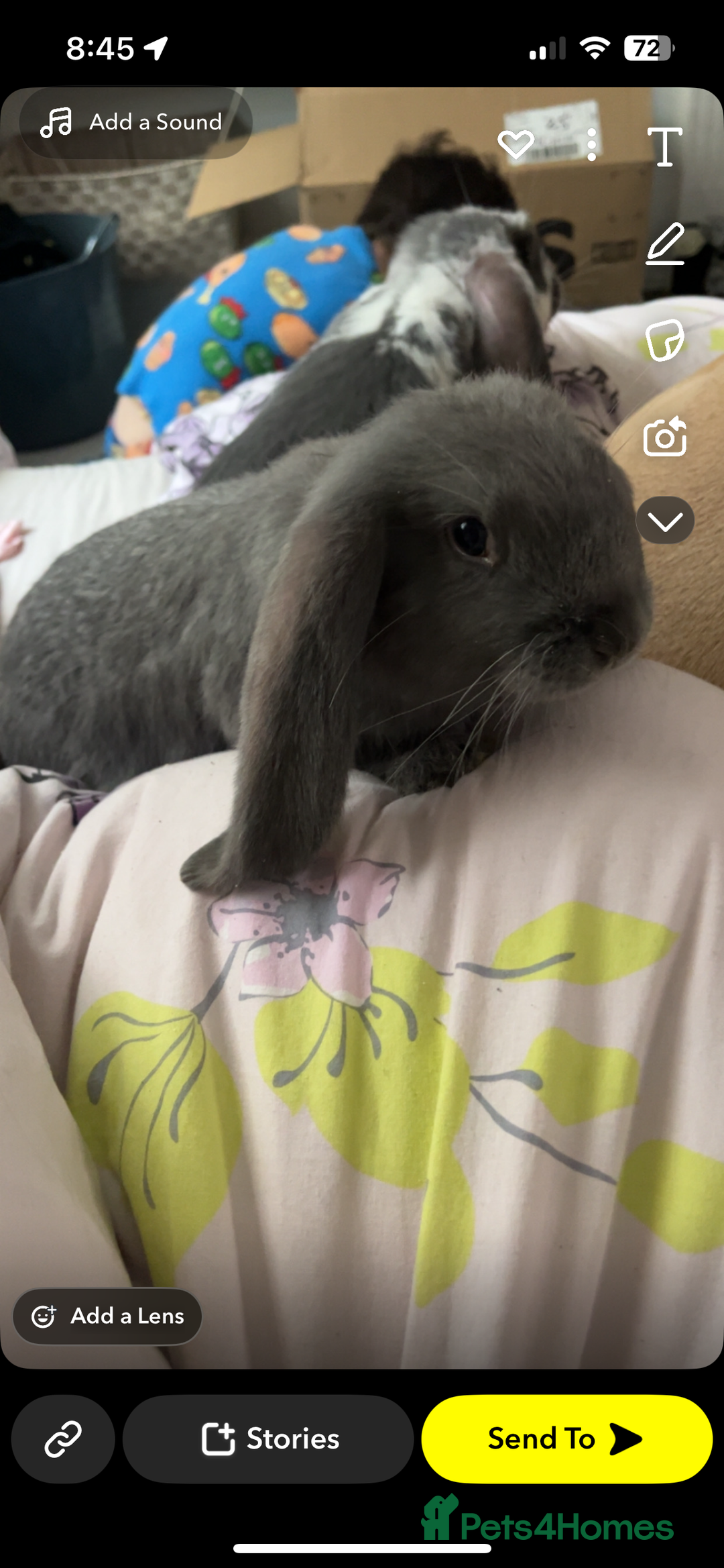 French Lop rabbits for sale: Giant French lop rabbits  - Image 9