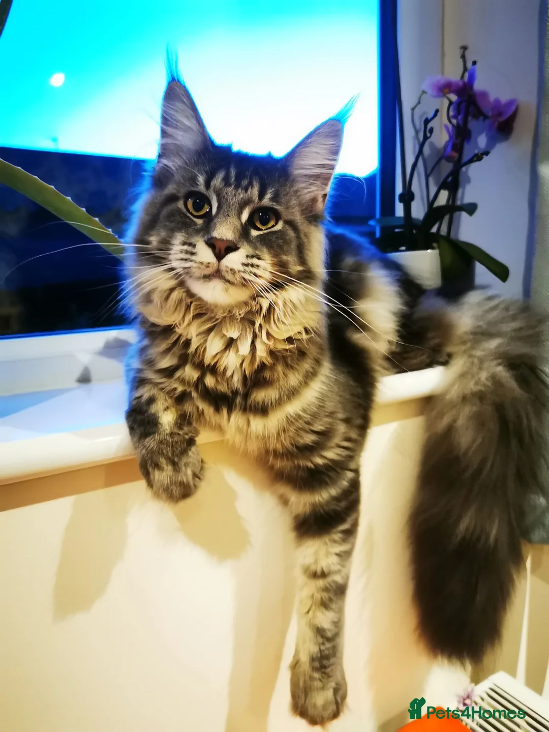 Maine Coon cats for sale: Beautiful Maine Coon/Bengal kittens in Wellingborough - Advert 1
