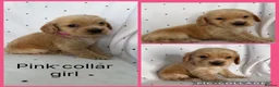 Cocker Spaniel dogs for sale: KC Show Type , Health clear puppies in Doncaster - Advert 4