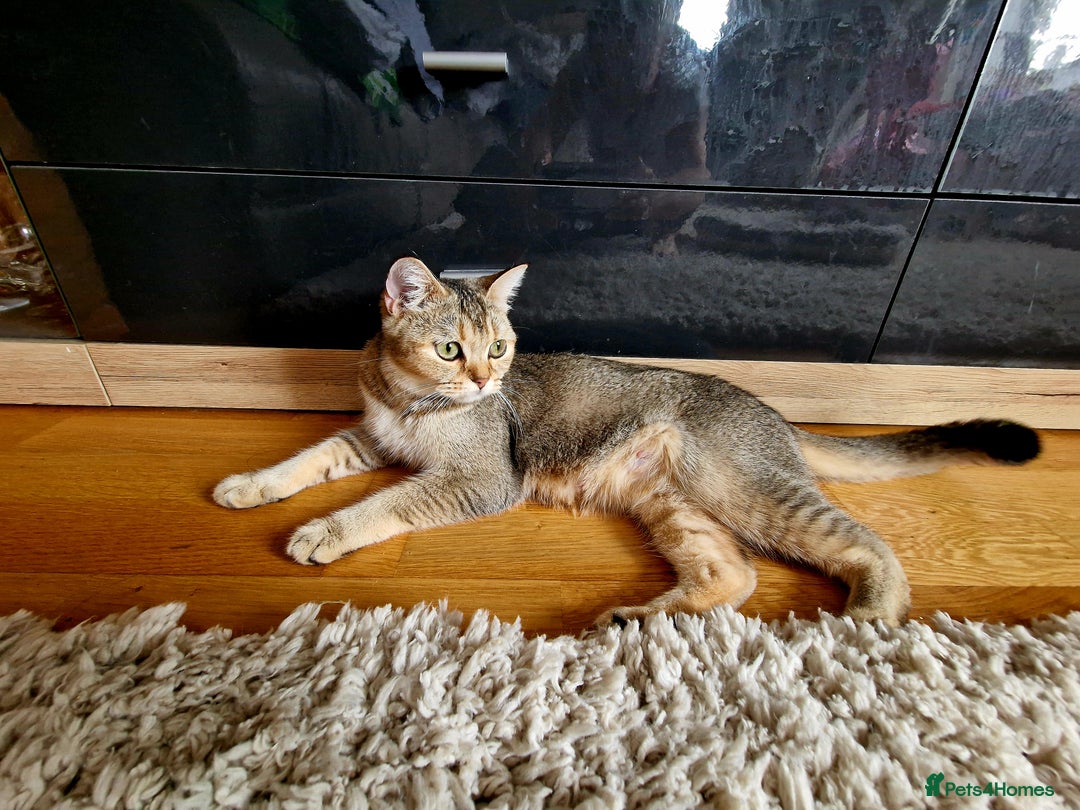 Scottish Fold cats for sale: Beautiful Scottish fold kittens - Image 11