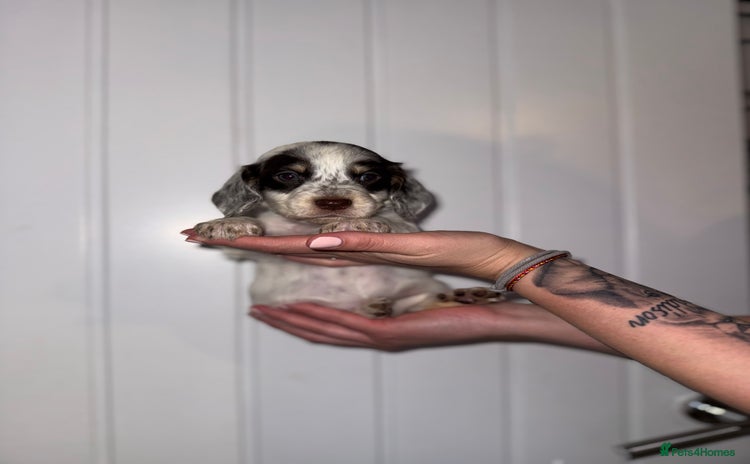 Sprocker dogs - Advert 8